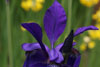 iris sibirica Caesars Brother and primula - 1